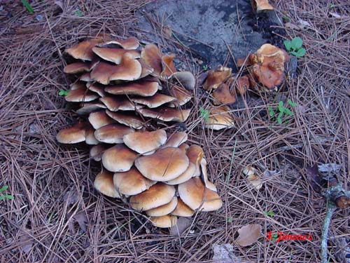 Hypholoma fasciculare